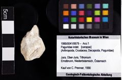 Foto (Objket + Etiketten) von Paguridae indet. 